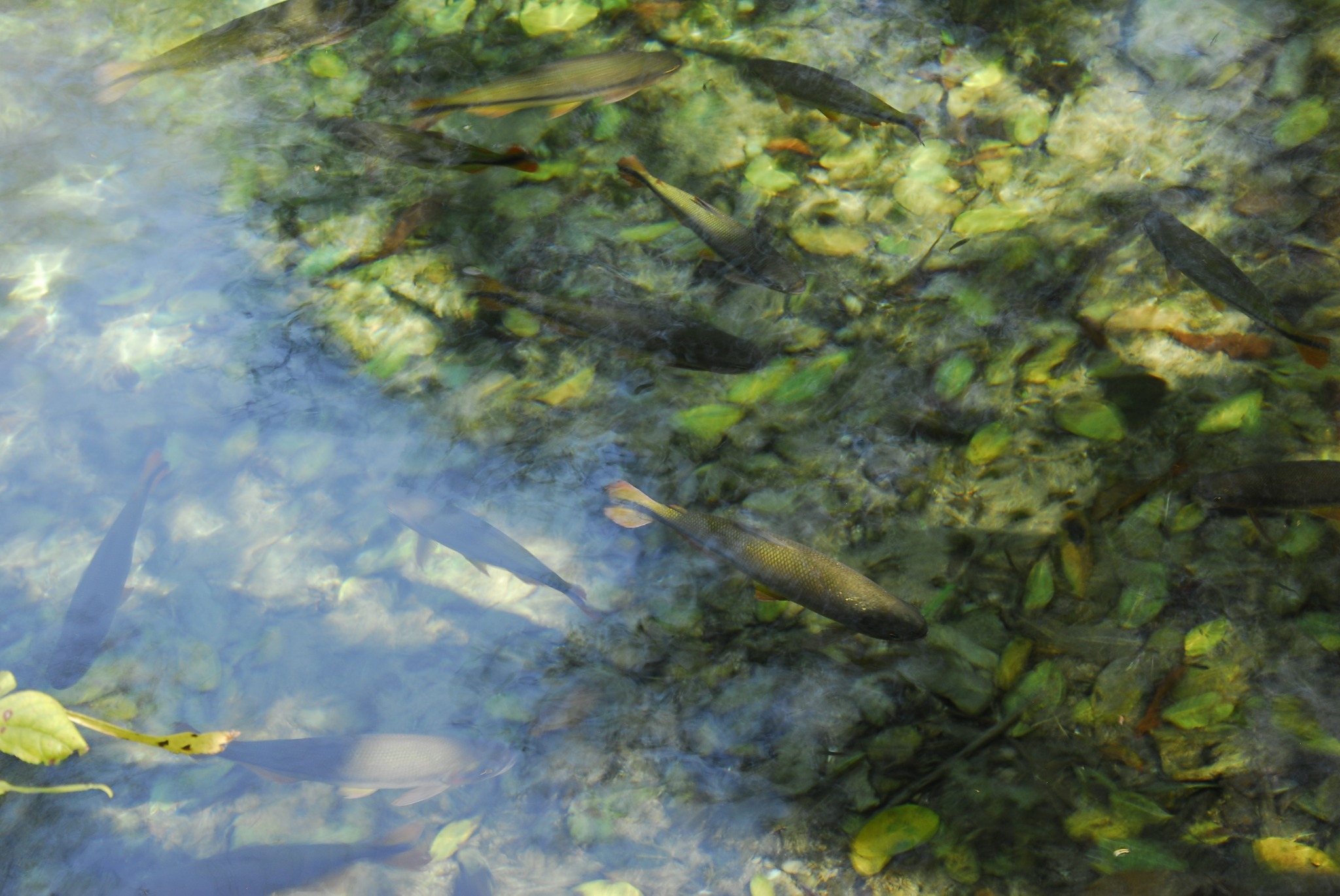 Peixes em ambiente aquático.