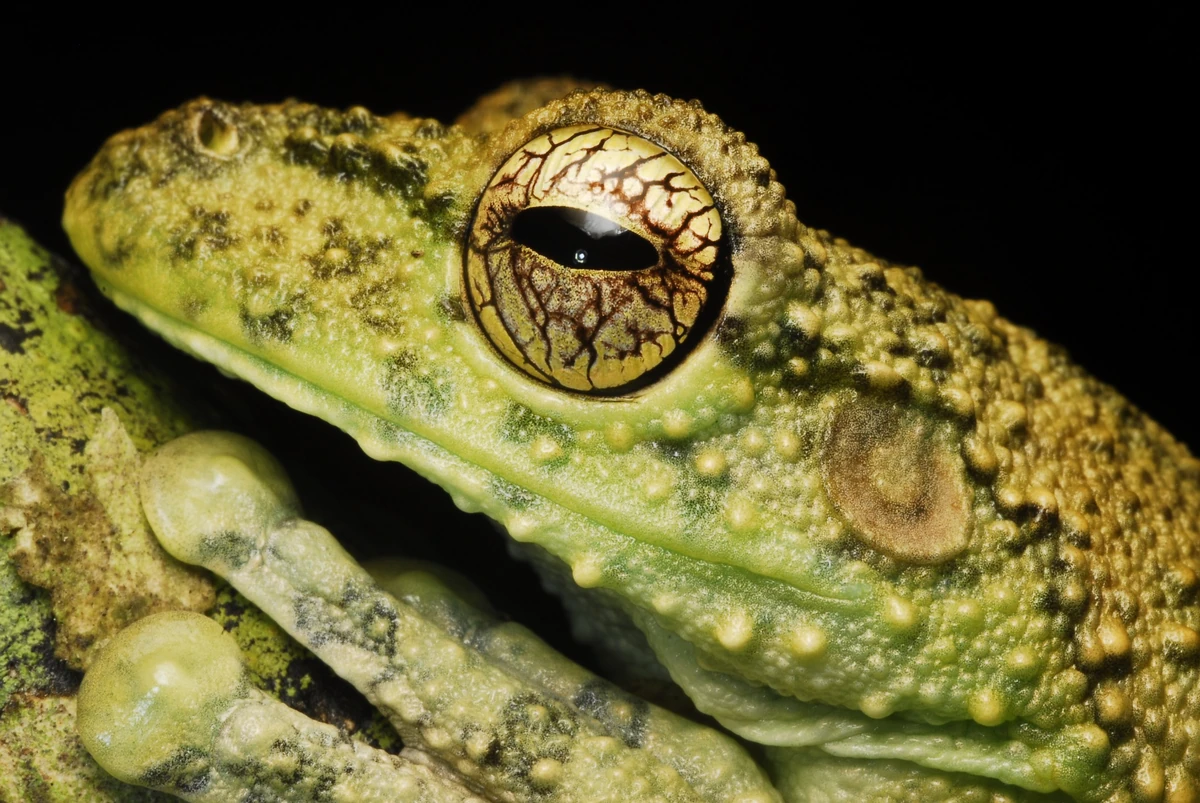 Detalhe de um anfíbio, representando uma espécie-alvo em uma análise molecular direcionada.